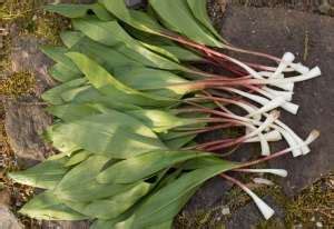 Ramps: How to Forage & Eat Wild Leeks